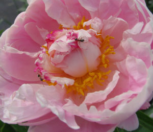 "Before a peony unfurls its colorful petals, ants are attracted to the flower’s sweet nectar."