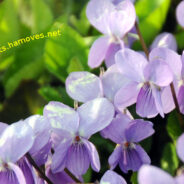 Blossoms in the Soul
